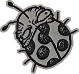 Round-headed spotted beetle, a drawing by twikoi