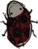 Red beetle with round pale head, a drawing by twikoi