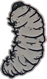 Segmented curled grub, a drawing by twikoi