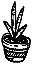 Original art: Spiky-leaf striped pot