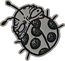 Original hand-drawn art: Round-headed spotted beetle