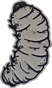 Original hand-drawn art: Segmented curled grub